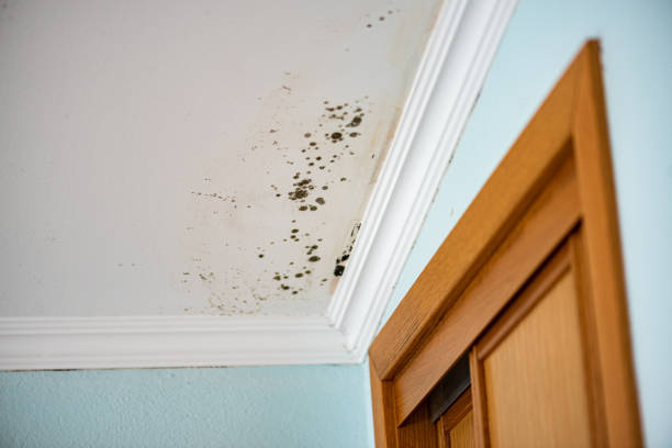 Best Water Damage Restoration  in Oquawka, IL