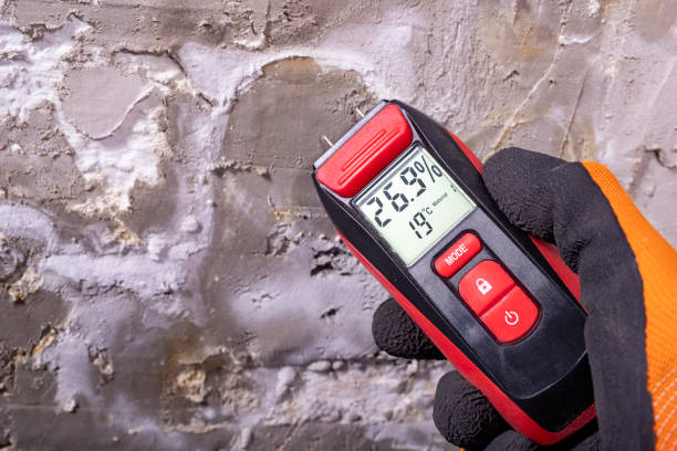 Best Black Mold Removal  in Oquawka, IL