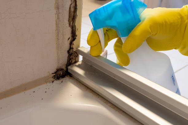 Best Local Mold Removal Service  in Oquawka, IL