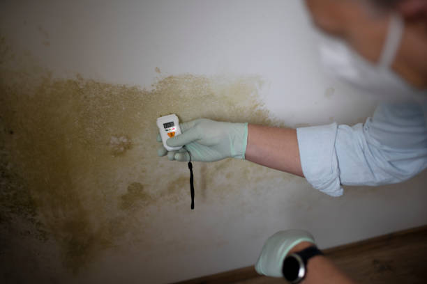 Mold Testing and Removal in Oquawka, IL