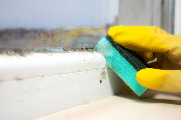 Best Same-Day Mold Removal  in Oquawka, IL