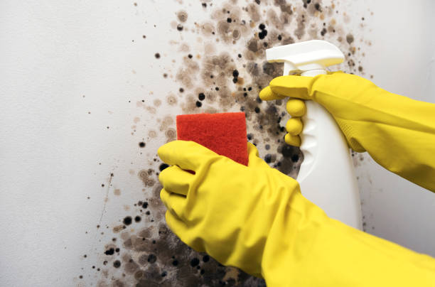 Best Mold Remediation  in Oquawka, IL