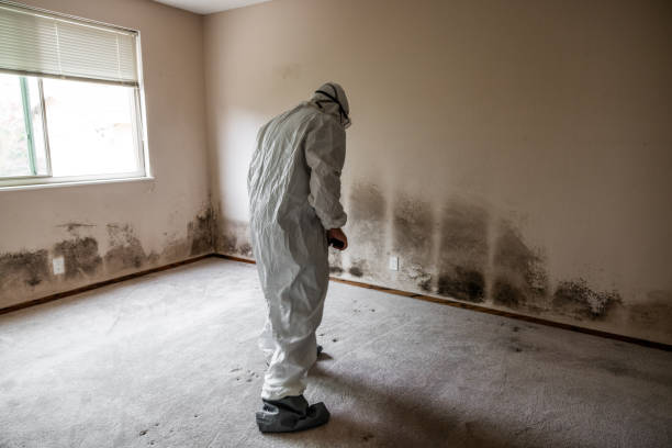Best Emergency Mold Removal  in Oquawka, IL
