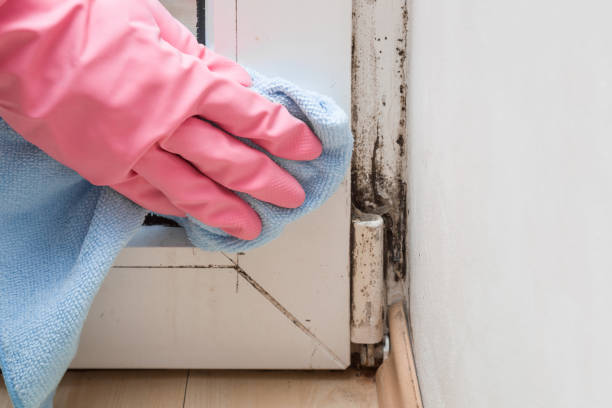 Best Mold Remediation  in Oquawka, IL