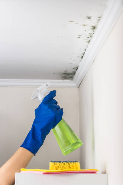 Best Mold Damage Repair  in Oquawka, IL