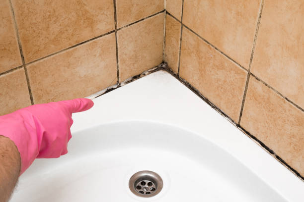 Best Fast Mold Removal  in Oquawka, IL