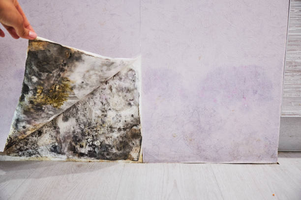 Best Office Mold Removal Services  in Oquawka, IL